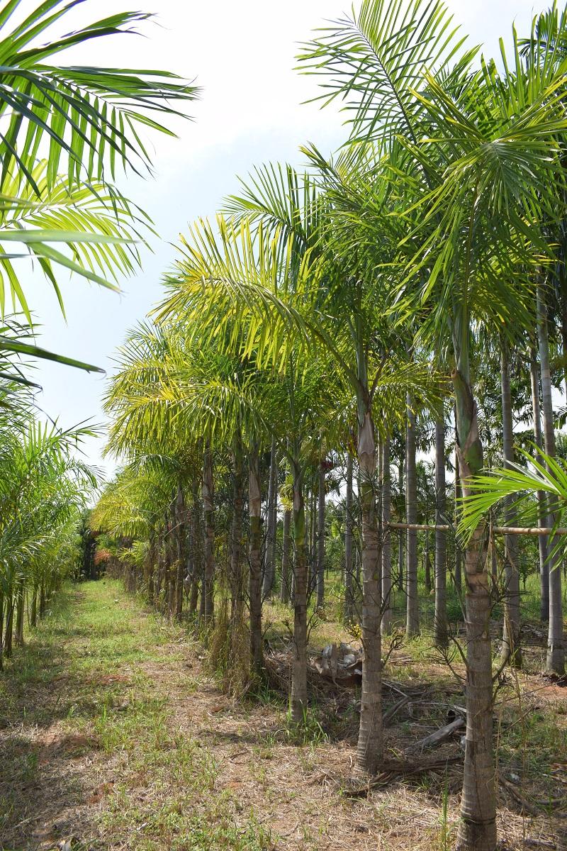 Palmeiras cultivadas no Sítio Barreiro em Santa Bárbara d'Oeste
