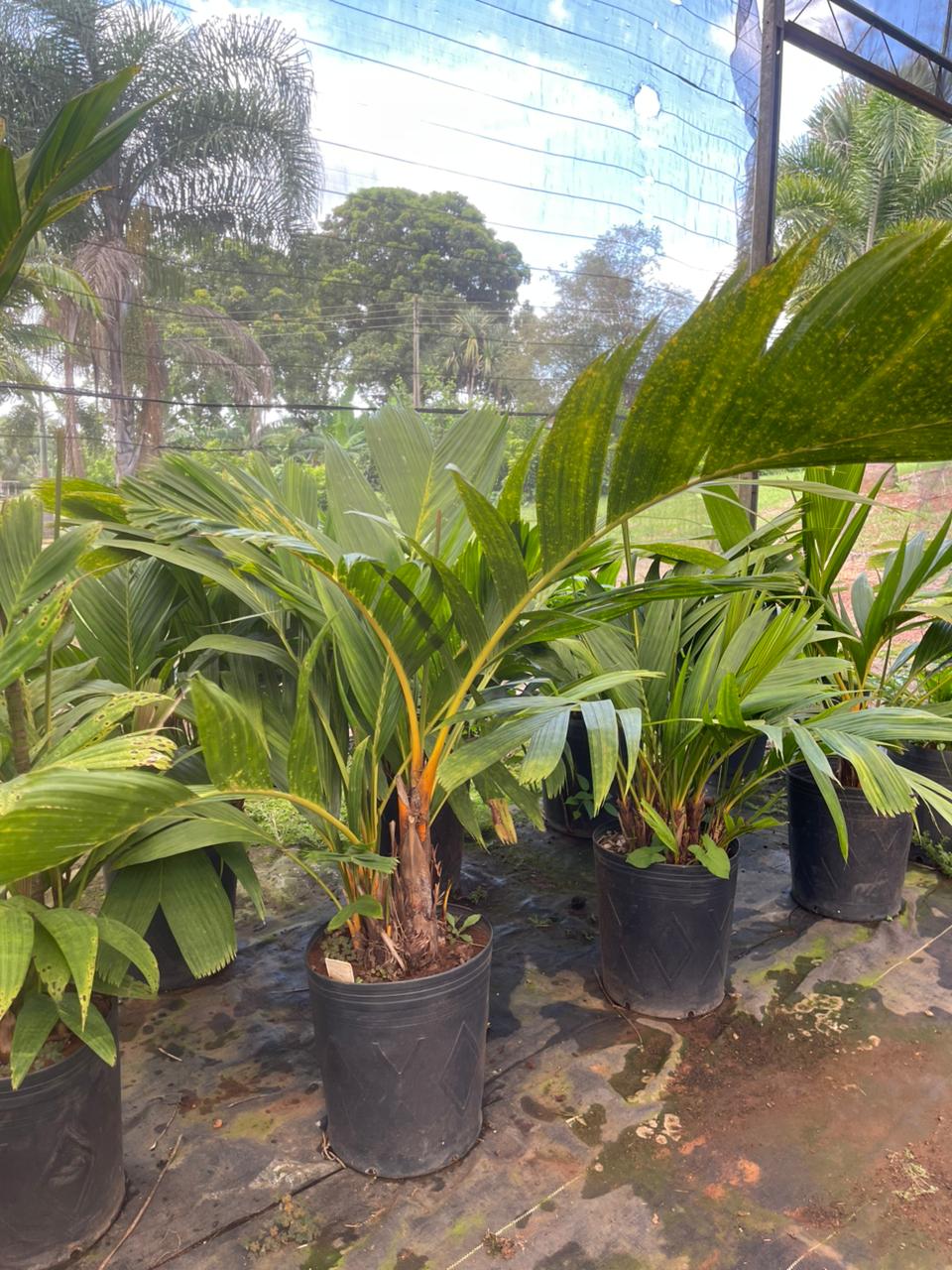 Areca dourada (Areca vestiaria) - planta ornamental para paisagismo