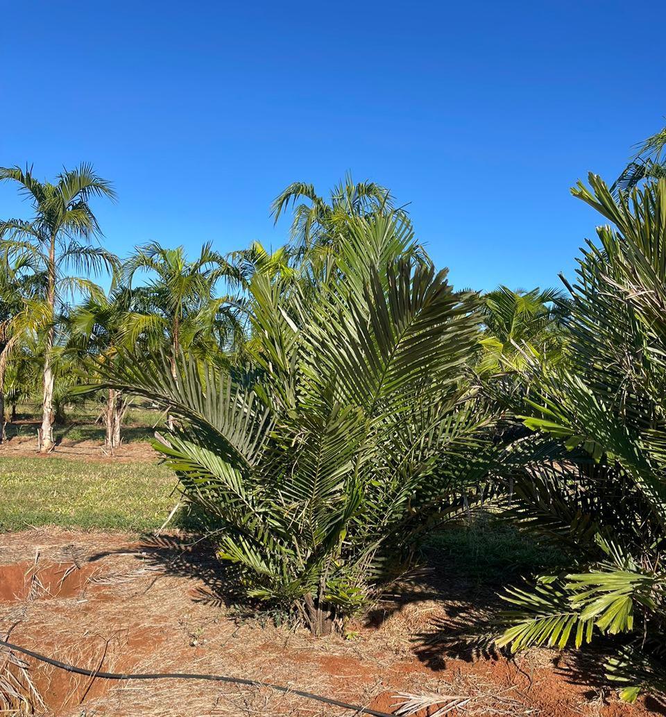 Arenga (Arenga engleri) - planta ornamental para paisagismo