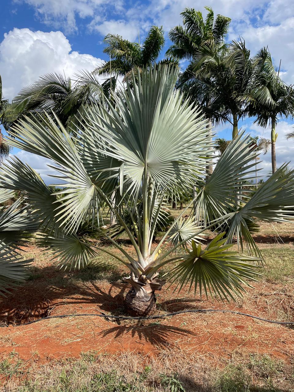 Palmeira azul (Bismarckia nobilis) - planta ornamental para paisagismo