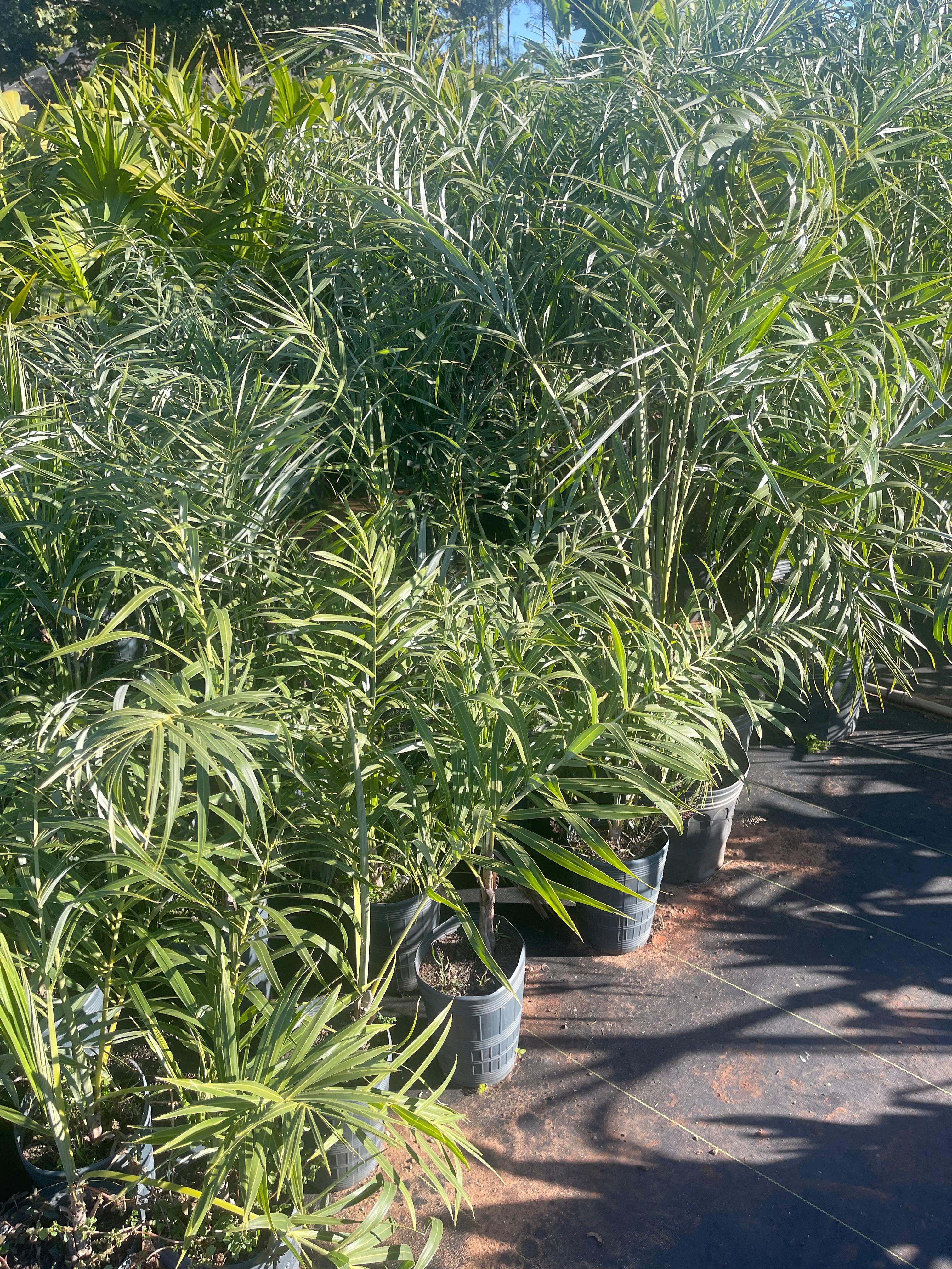 Buri (Allagoptera campestris) - planta ornamental para paisagismo