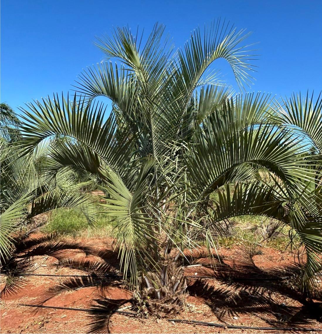 Butiá da Serra (Butia eriospatha) - planta ornamental para paisagismo