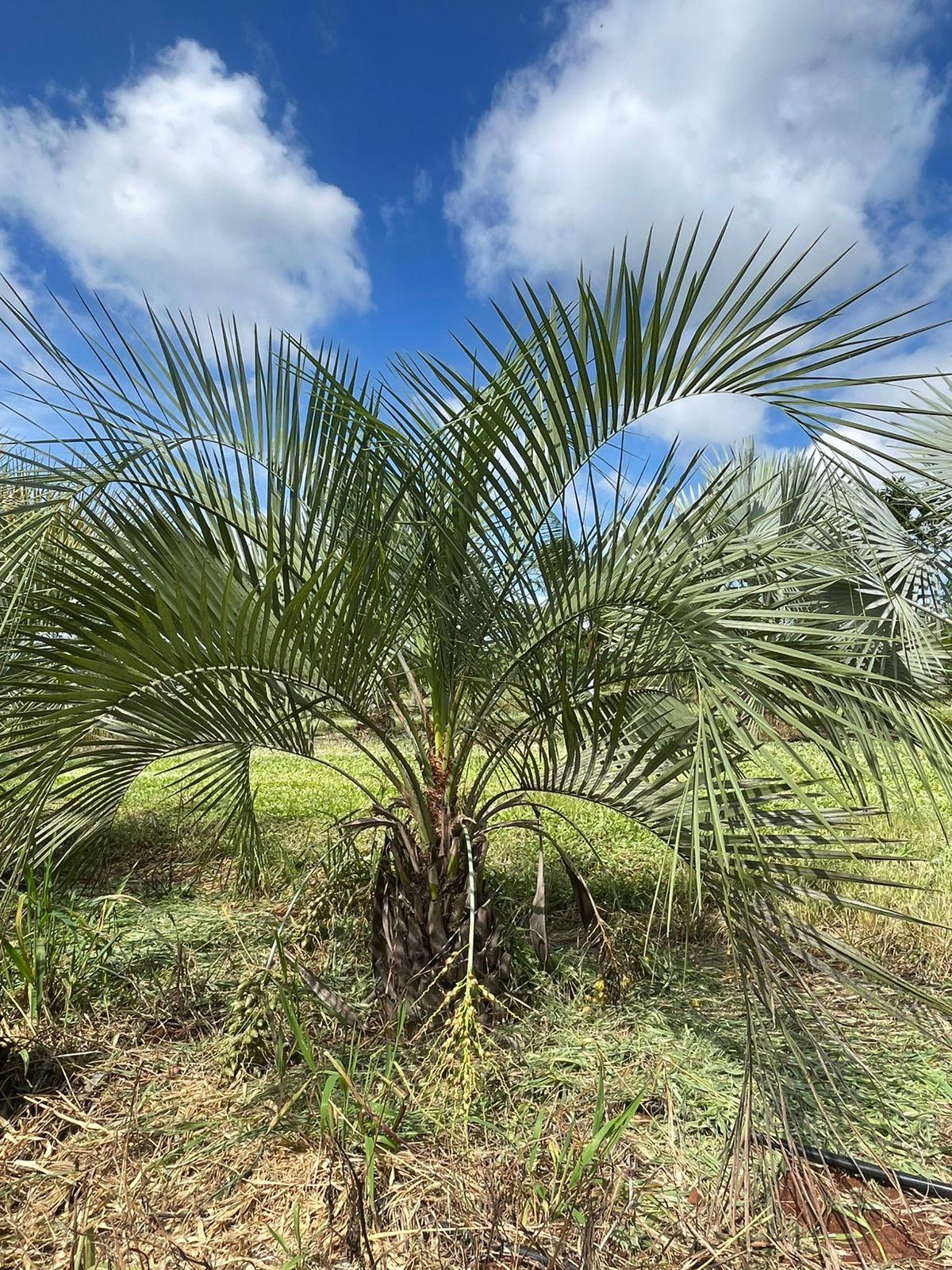 Palmeira Jataí (Butia purpuracens) - planta ornamental para paisagismo