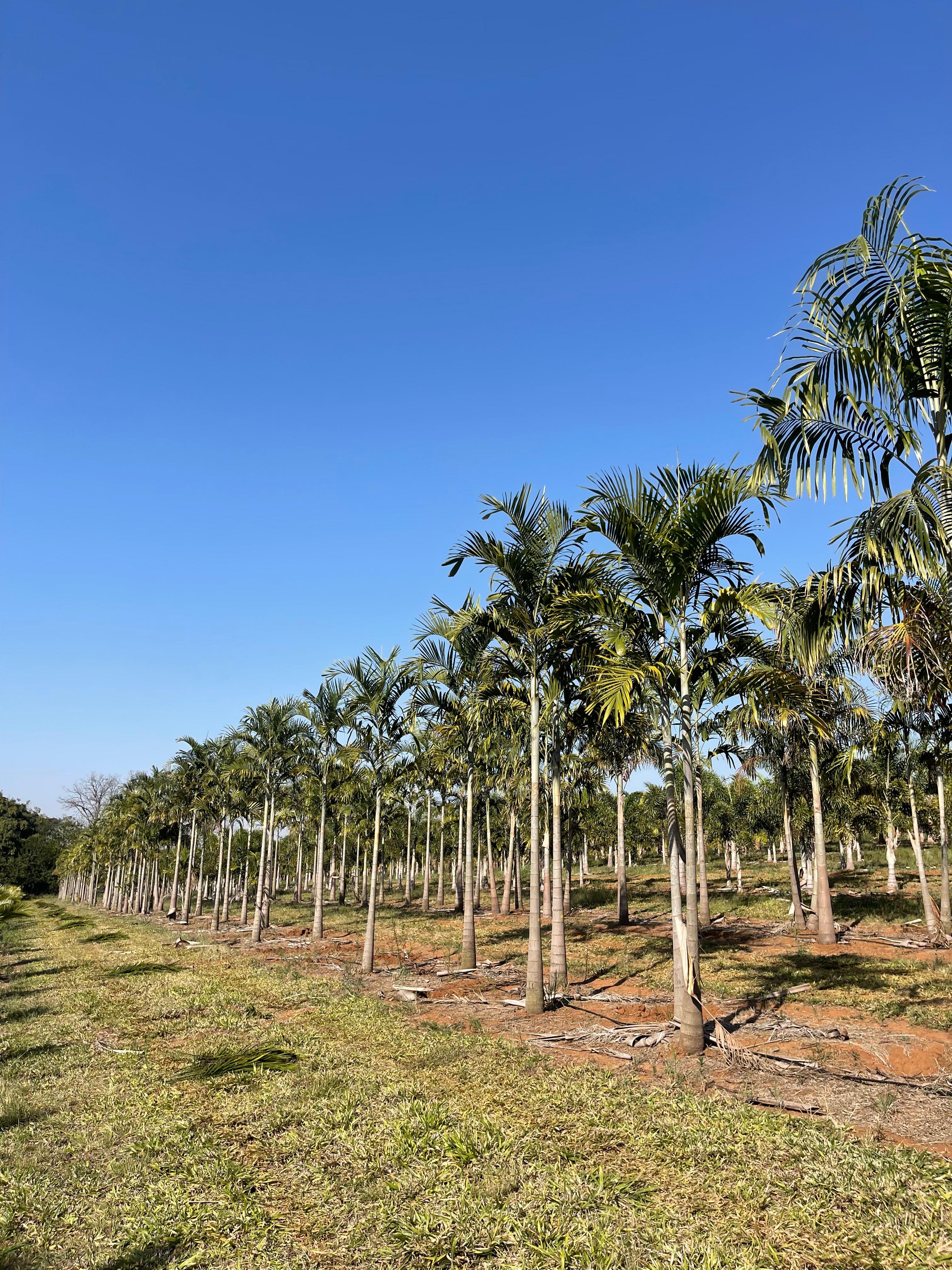Carpentaria (Carpentaria acuminata) - planta ornamental para paisagismo