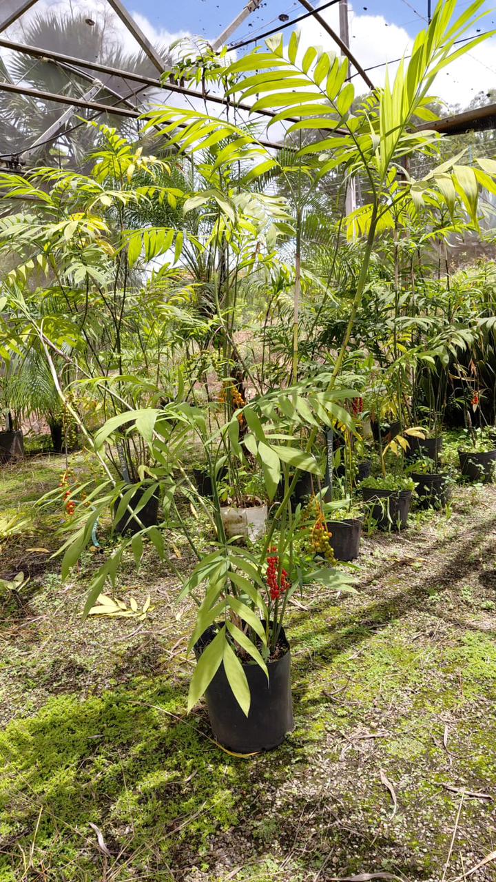 Microspadix (Chamaedorea microspadix) - planta ornamental para paisagismo