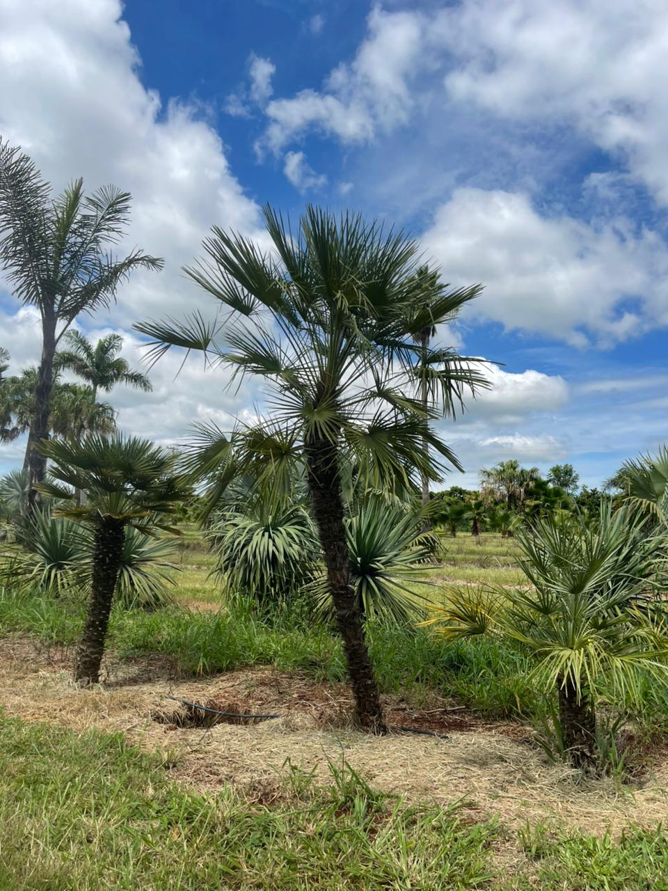 Leque da Europa (Chamaerops humilis) - planta ornamental para paisagismo