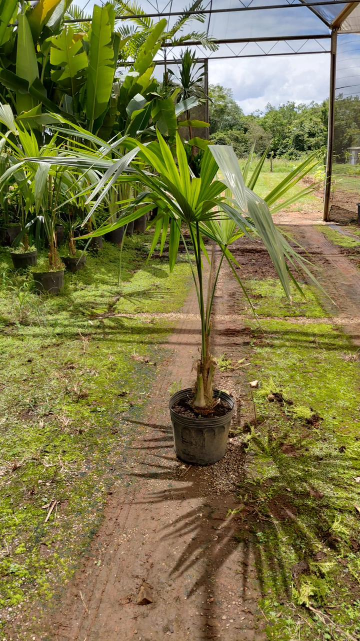 Carnauibinha (Cheliocarpus chuco) - planta ornamental para paisagismo