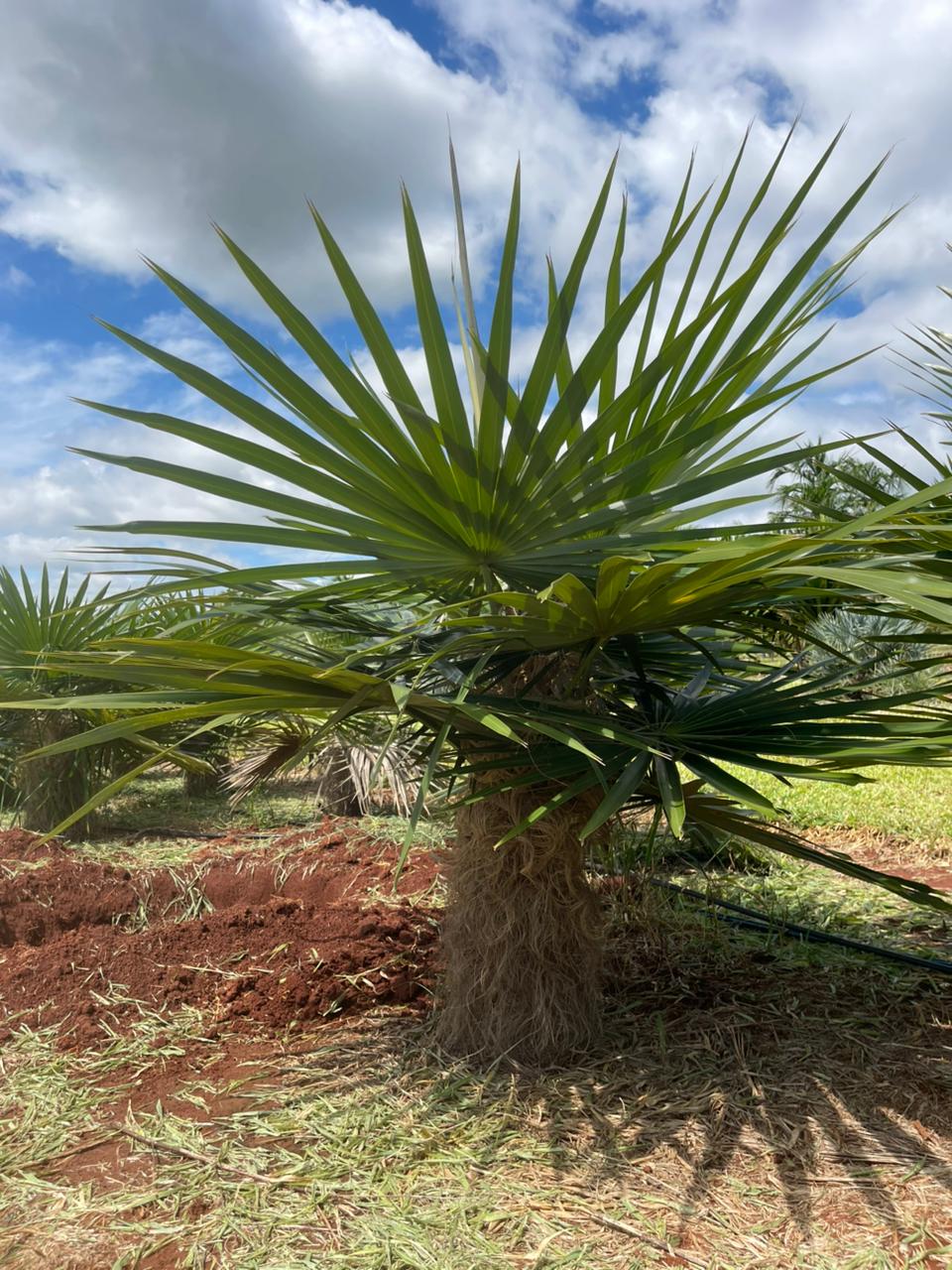 Homem Velho (Coccothrinax crinita) - planta ornamental para paisagismo