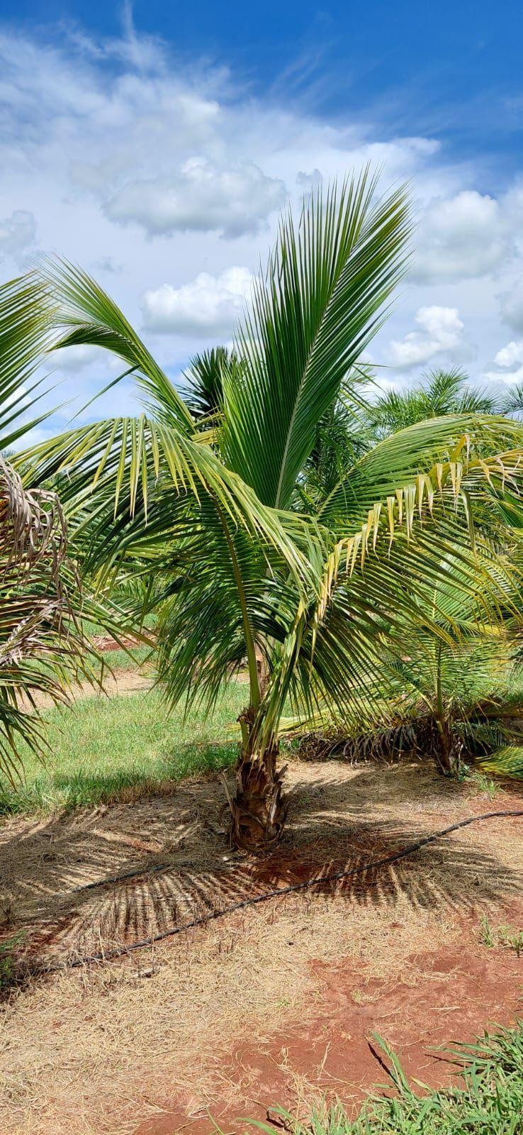 Coco Anão (Cocos nucifera) - planta ornamental para paisagismo