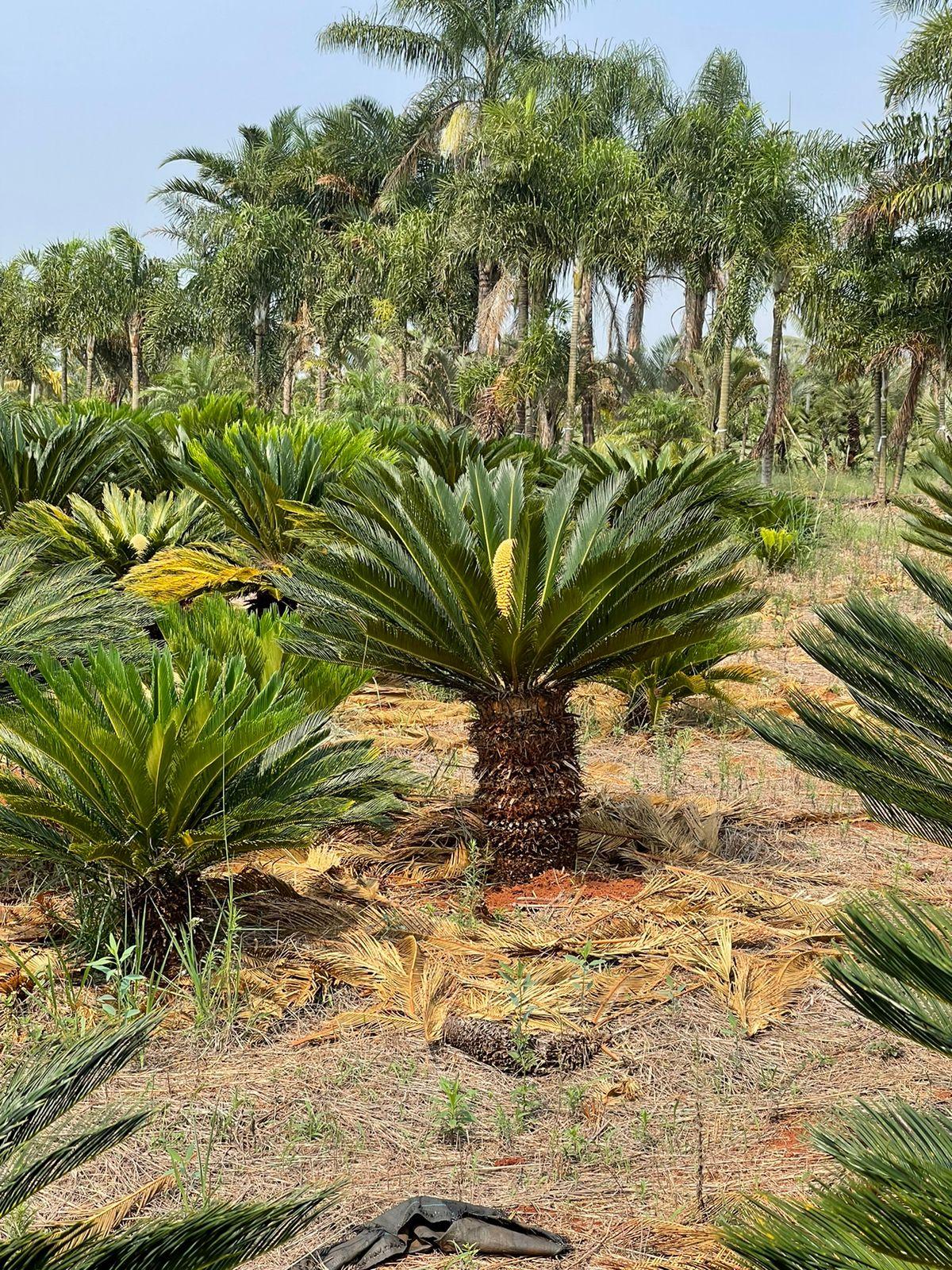 Cyca (Cyca revoluta) - planta ornamental para paisagismo