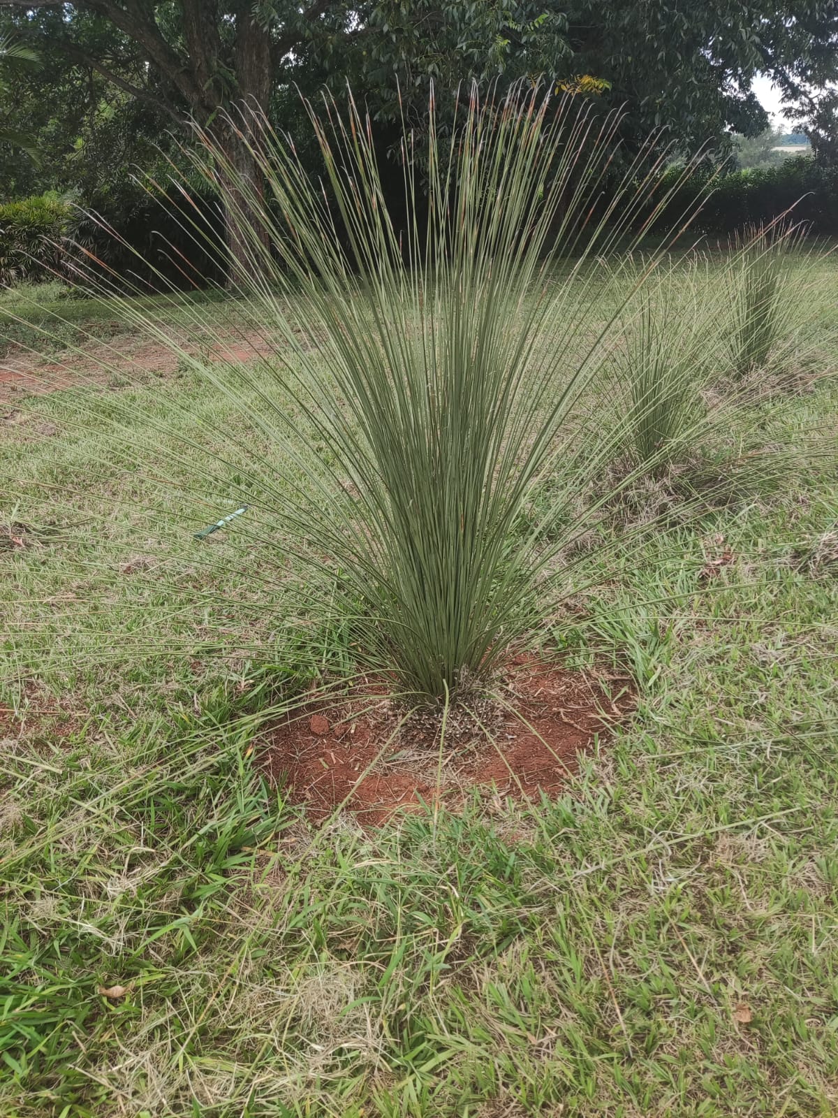 Dasylirion (Dasylirion sem espinho) - planta ornamental para paisagismo