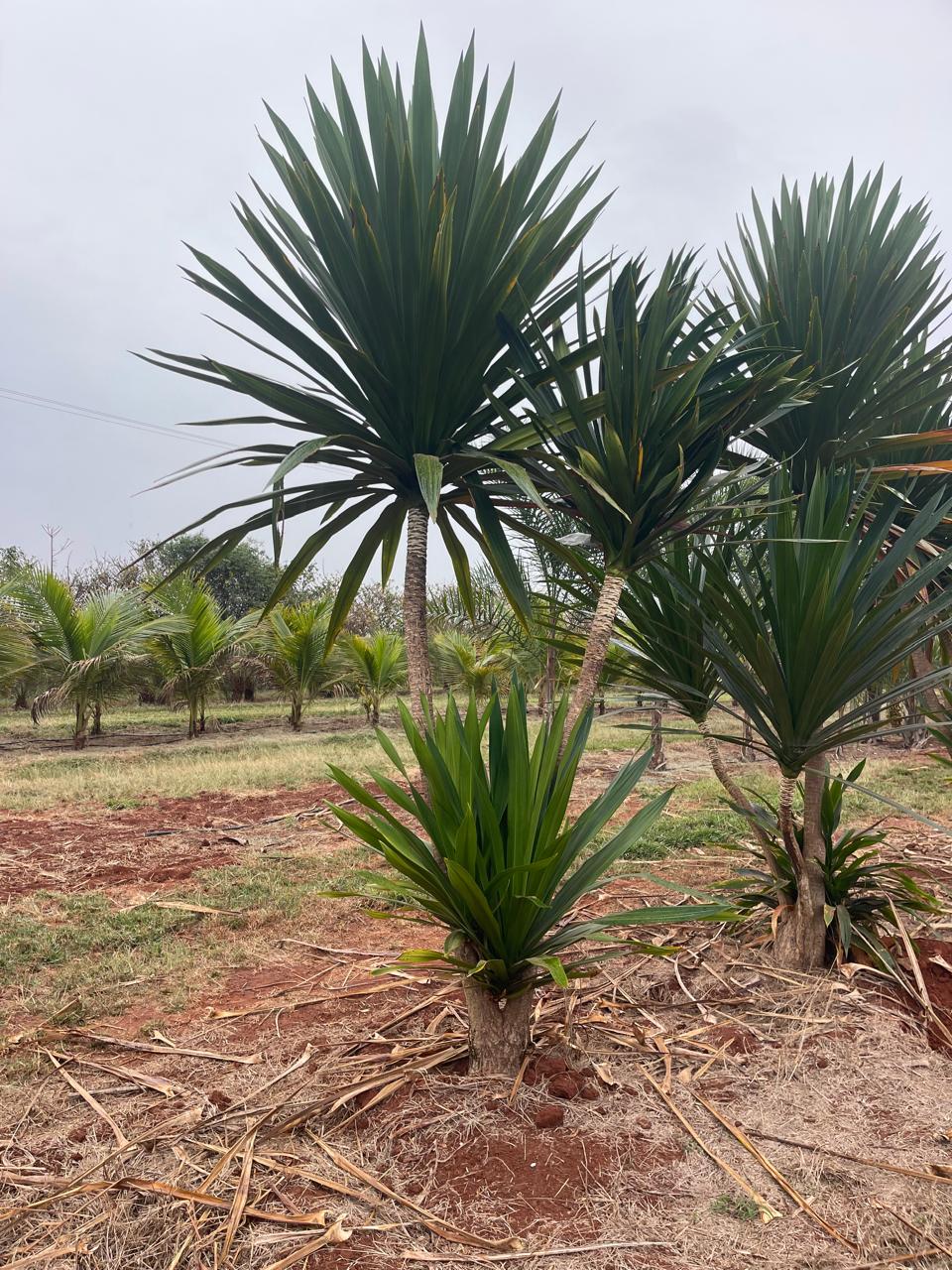 Dracena-arbórea (Dracena arborea) - planta ornamental para paisagismo