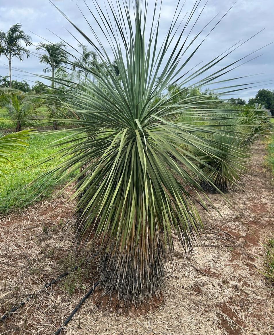 Dragoeiro (Dracena draco) - planta ornamental para paisagismo