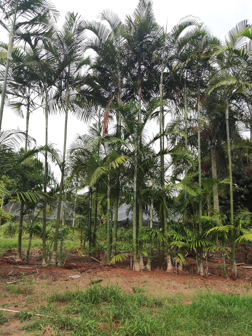 Palmeira de Cadaba (Dypsis cabadae) - planta ornamental para paisagismo