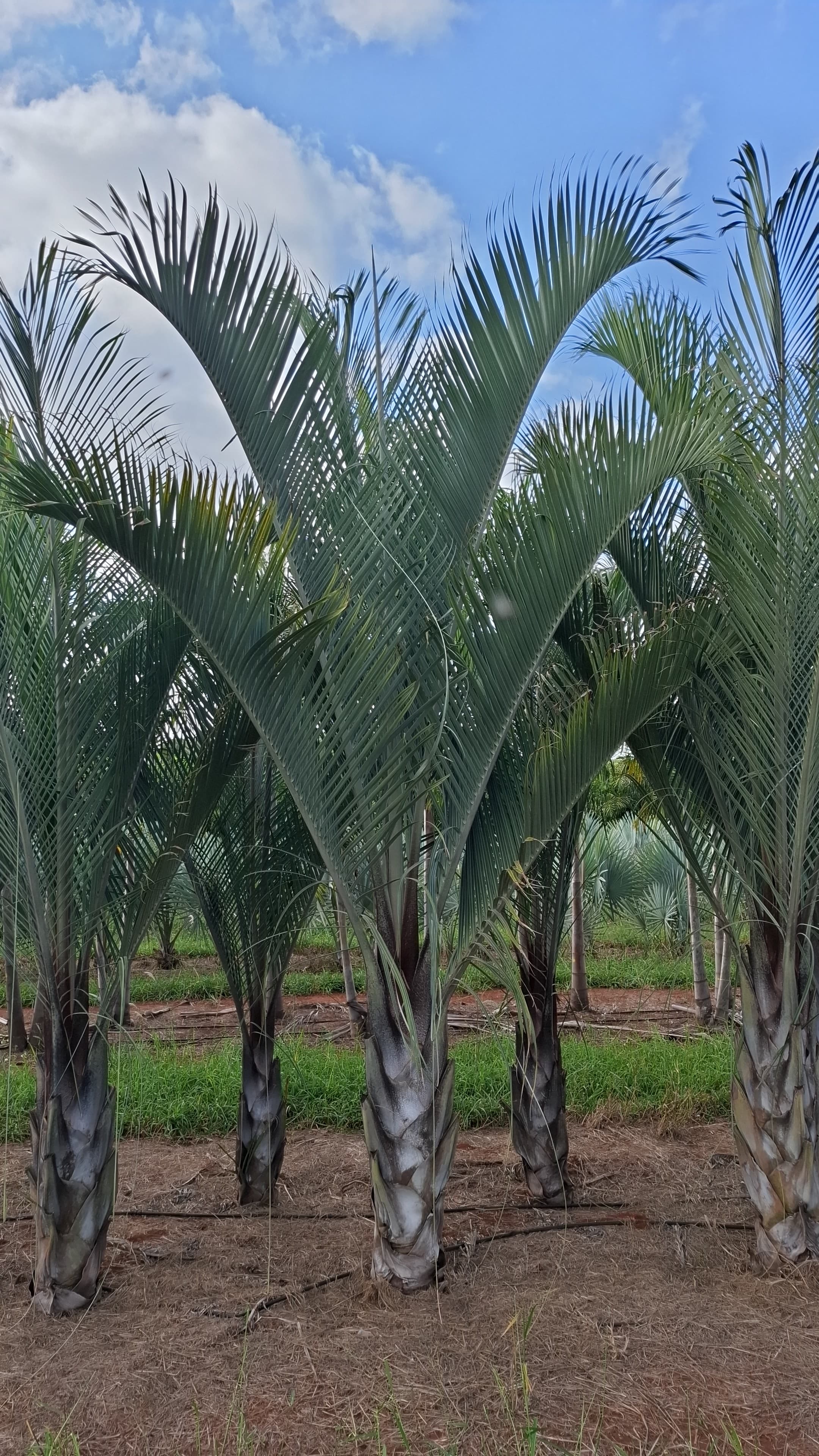 Triangular muda (Dypsis decaryi) - planta ornamental para paisagismo