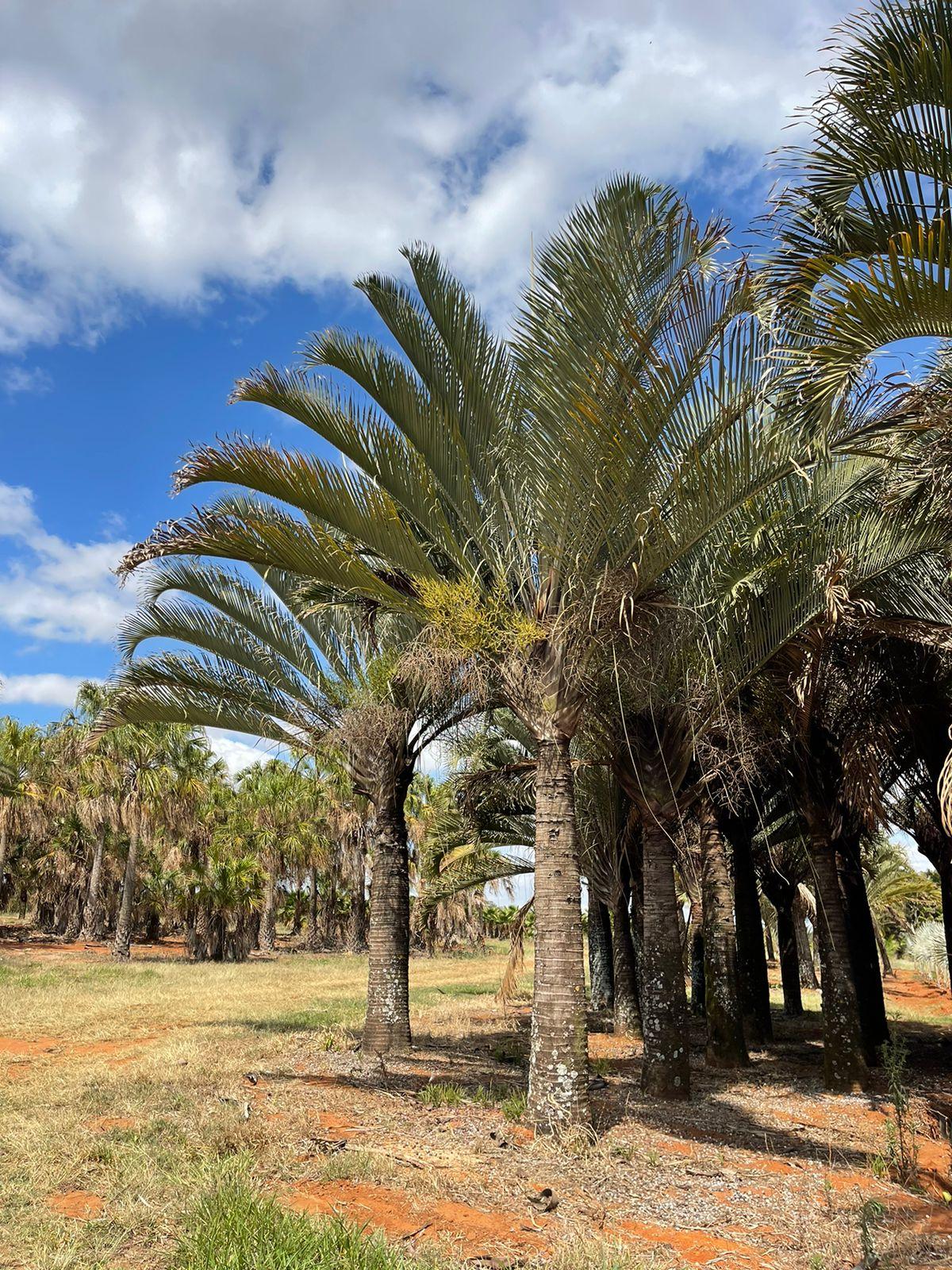 Triangular adulta (Dypsis decaryi) - planta ornamental para paisagismo
