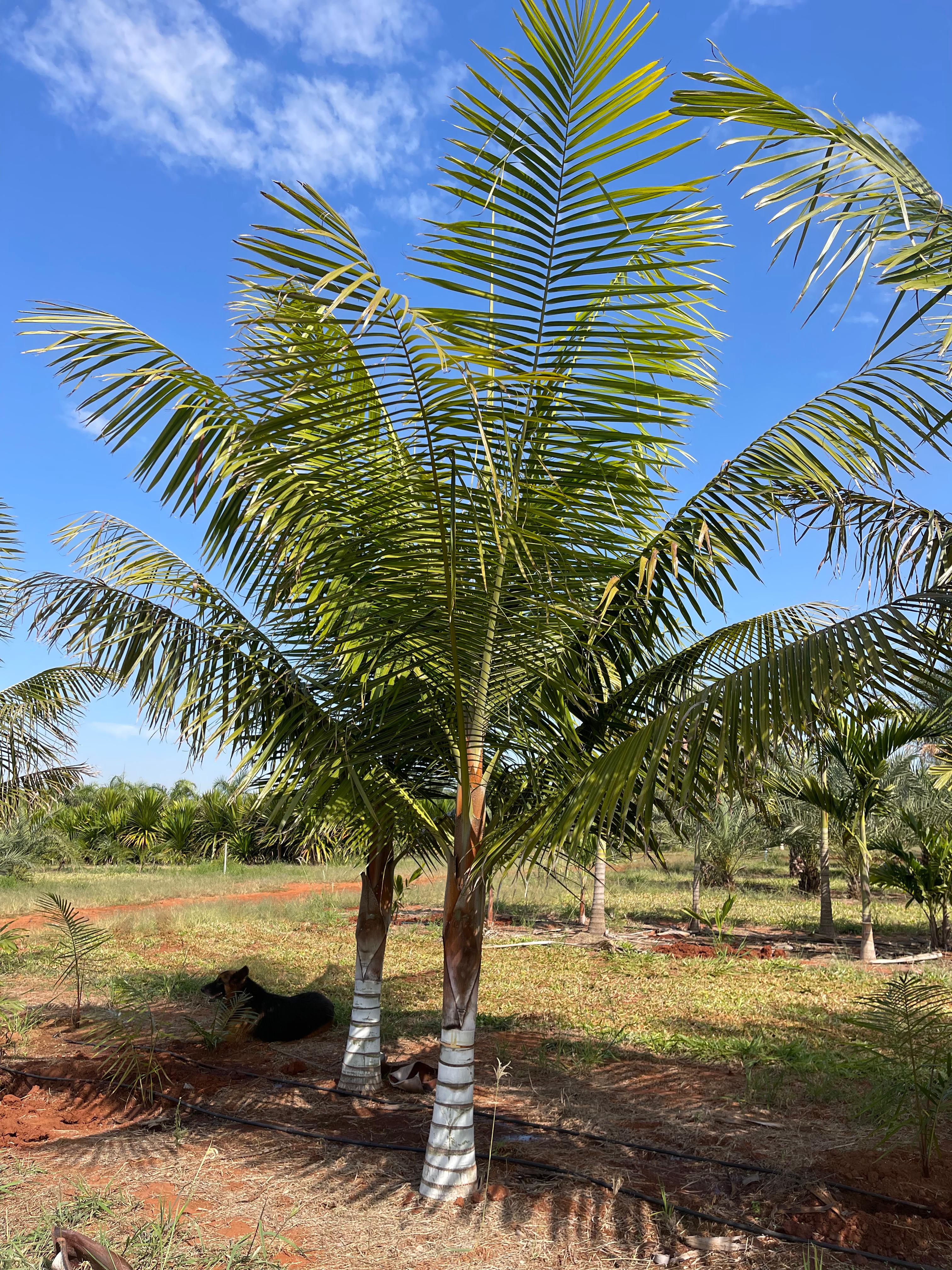 Pescoço Marrom (Dypsis lastelliana) - planta ornamental para paisagismo