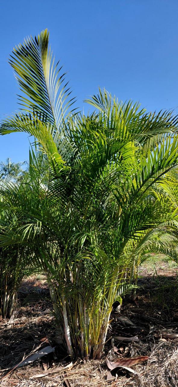 Areca-Bambu (Dypsis lutescens) - planta ornamental para paisagismo