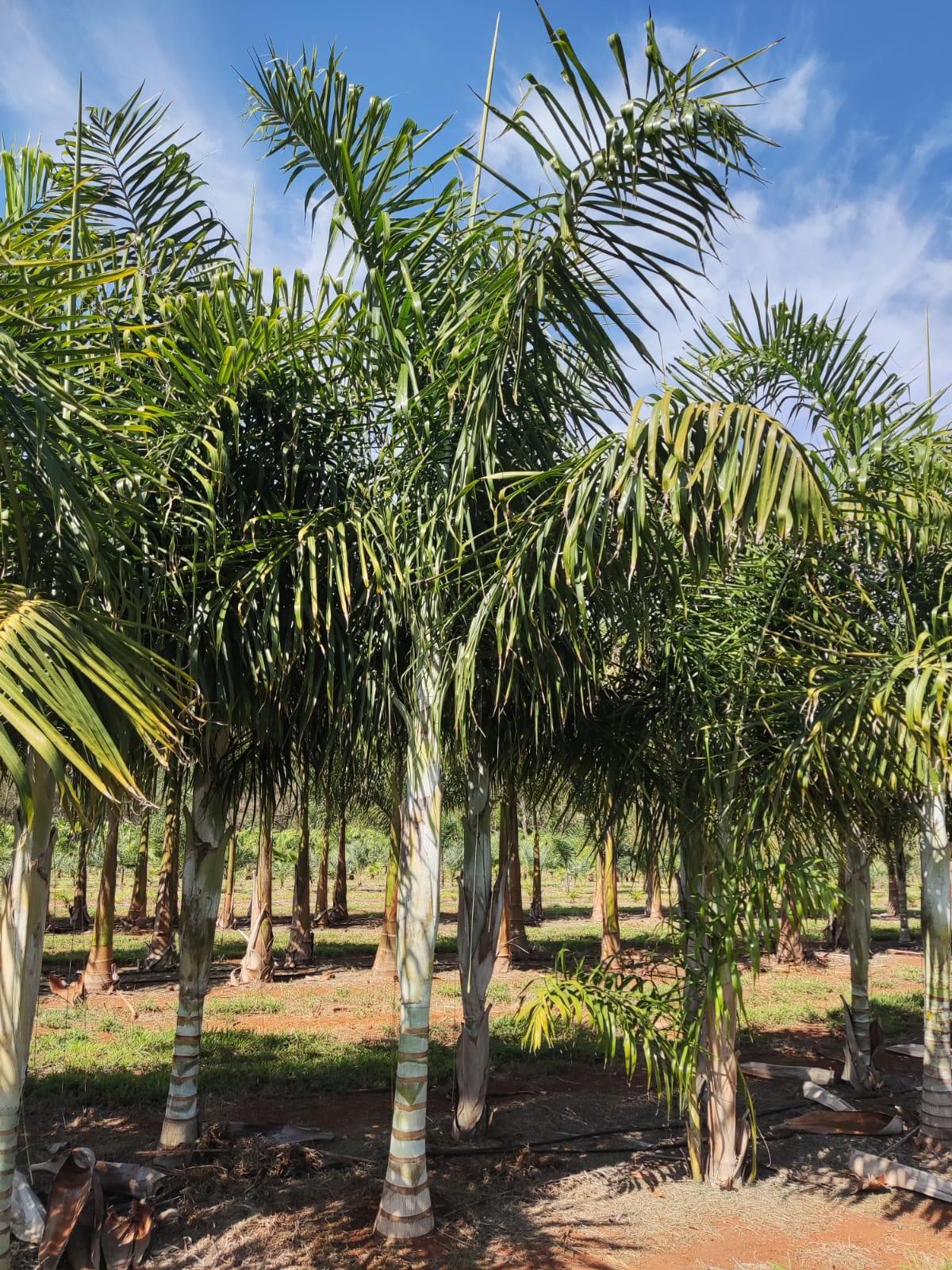 Areca de Locuba (Dypsis madagascariensis) - planta ornamental para paisagismo