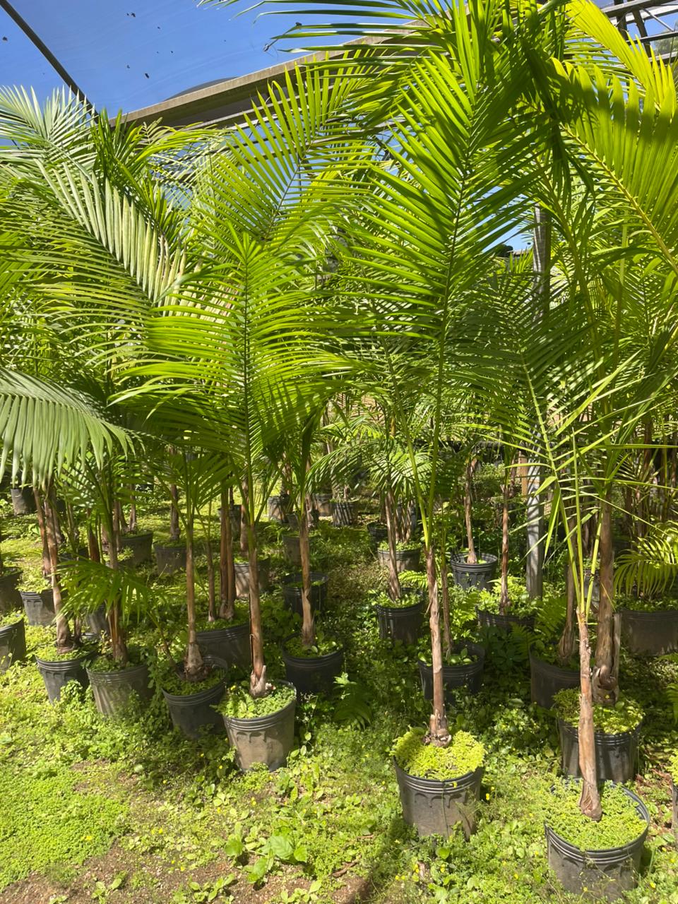 Açaí da Amazônia (Euterpe precatoria) - planta ornamental para paisagismo