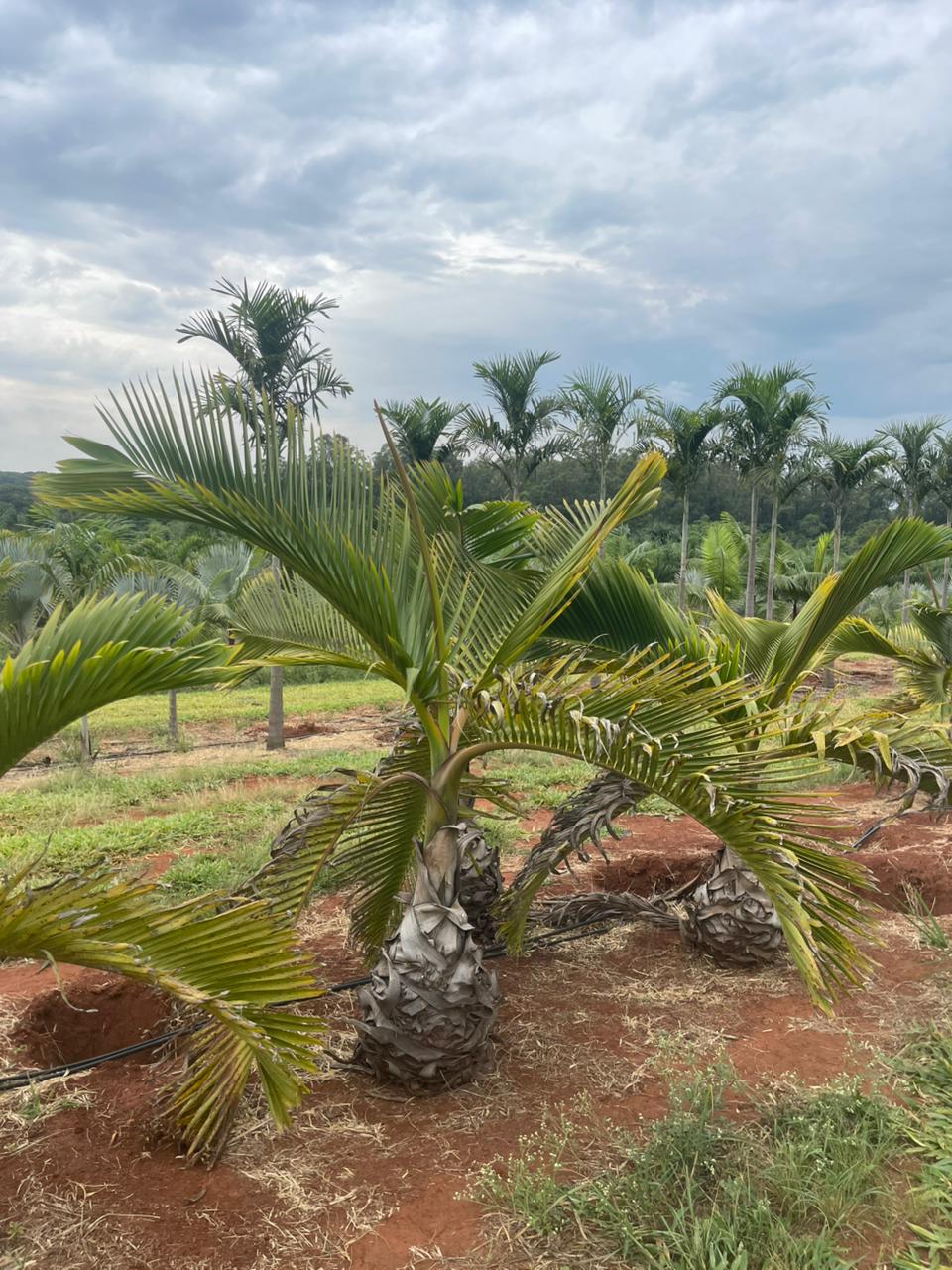 Palmeira Garrafa (Hyophorbe lagenicaulis) - planta ornamental para paisagismo