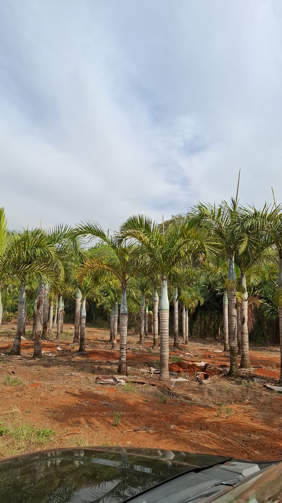 Palmeira Fuso (Hyophorbe verschaffeltii) - planta ornamental para paisagismo
