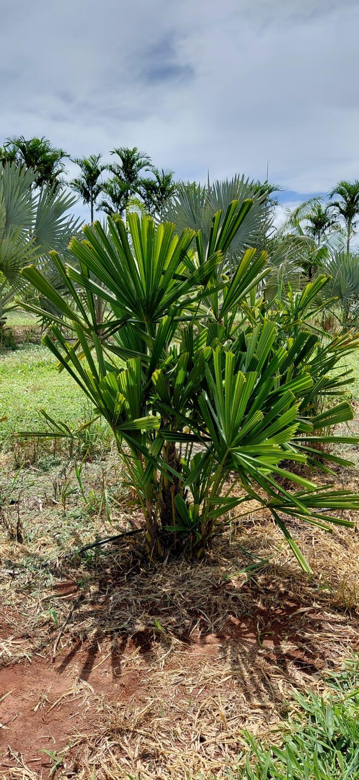 Licuala de Espinho (Licuala spinosa) - planta ornamental para paisagismo