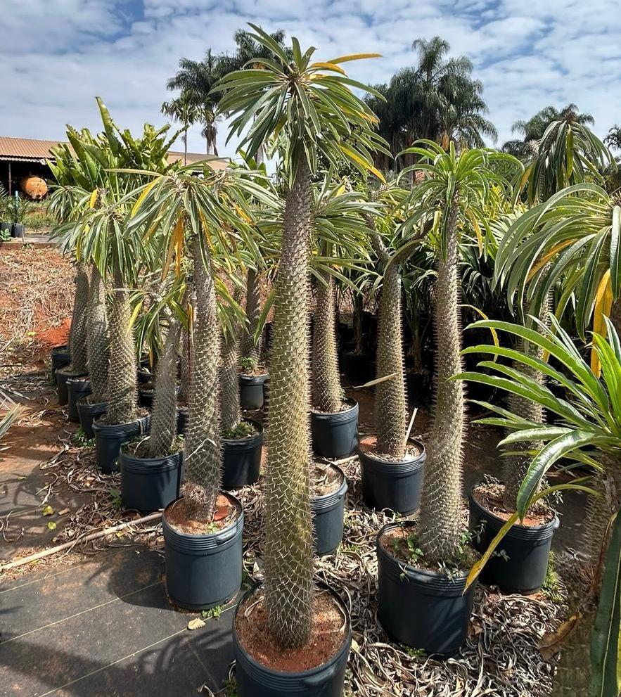 Palmeira de Madagascar (Pachypodium lamarei) - planta ornamental para paisagismo