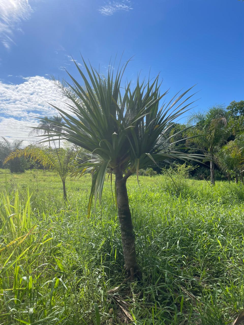 Pandanus (Pandanus utilis tronco único) - planta ornamental para paisagismo