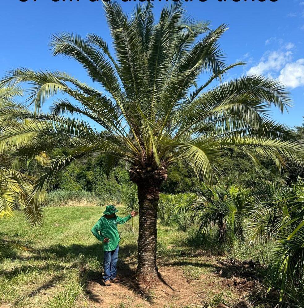Canariensis com Tamareira (Phoenix canariensis X dactylifera) - planta ornamental para paisagismo