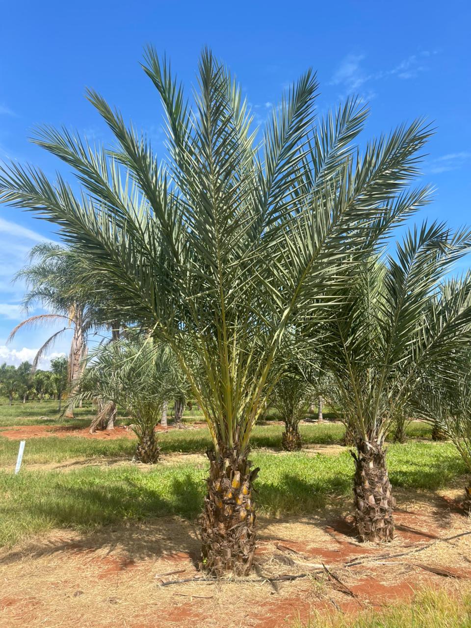 Tamareira (Phoenix dactylifera) - planta ornamental para paisagismo