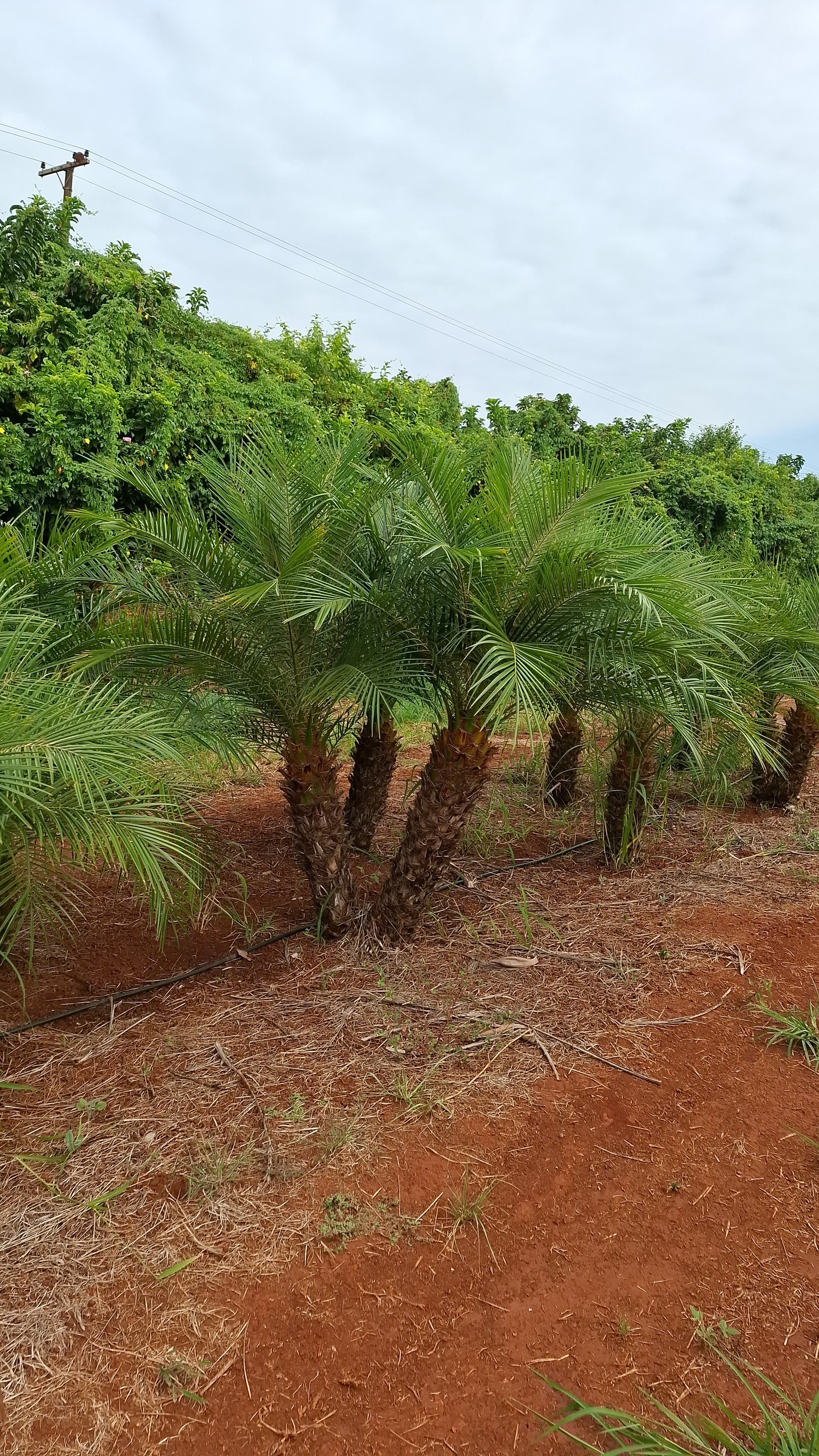 Tamareira de Jardim (Tronco Duplo) (Phoenix roebelinii (Tronco duplo)) - planta ornamental para paisagismo