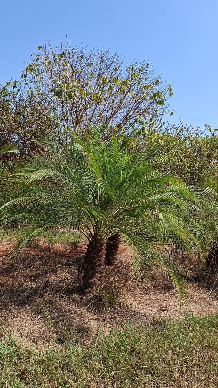 Tamareira de Jardim (Phoenix roebelinii) - planta ornamental para paisagismo