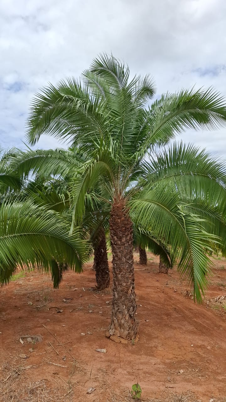 Tamareira do Rochedo (Phoenix rupícula) - planta ornamental para paisagismo