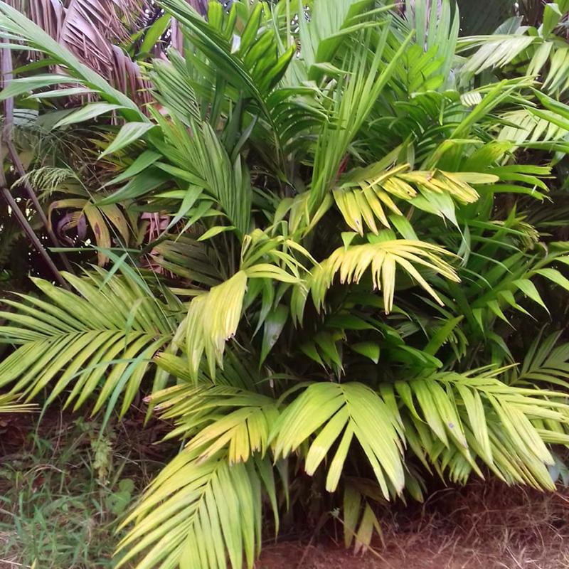 Khulii (Pinanga khulii) - planta ornamental para paisagismo