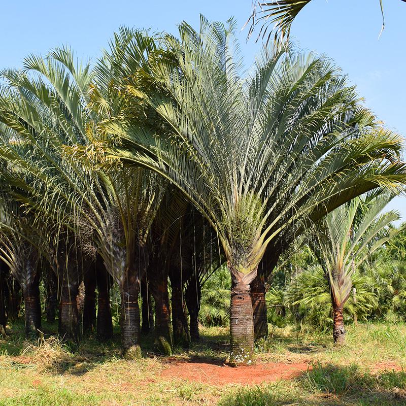 Palmeira Triângulo (Dypsis decaryi) - planta ornamental para paisagismo