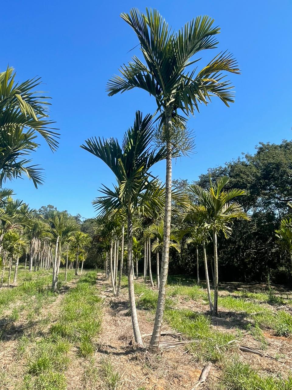 Palmeira Elegans (Ptychosperma elegans) - planta ornamental para paisagismo