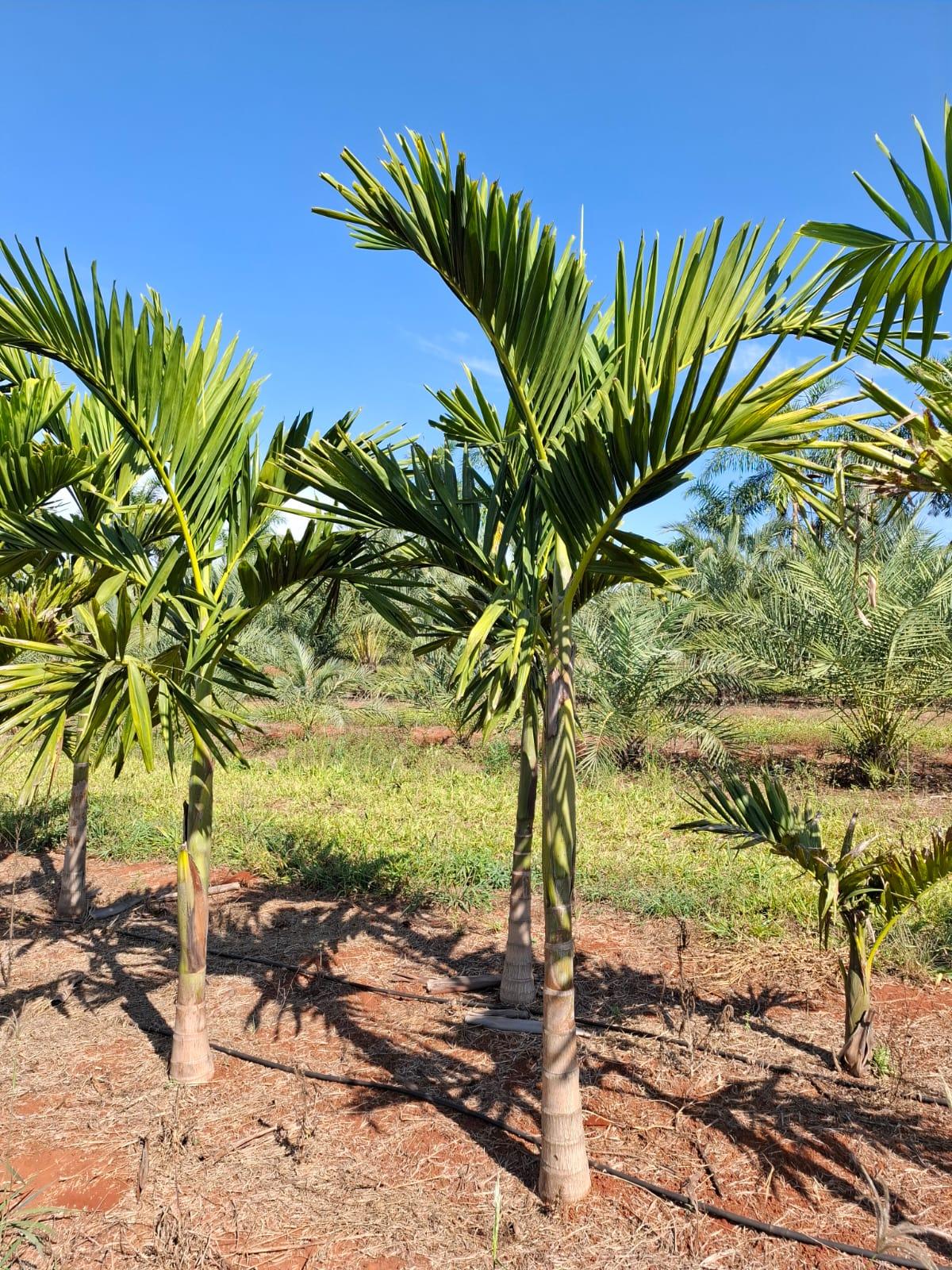 Palmeira Solitária (Ptychosperma elegans) - planta ornamental para paisagismo