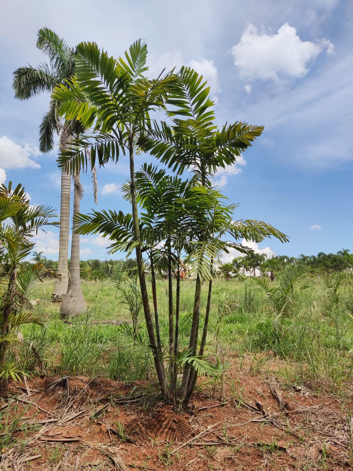 Macarthurii (Ptychosperma macarthurii) - planta ornamental para paisagismo
