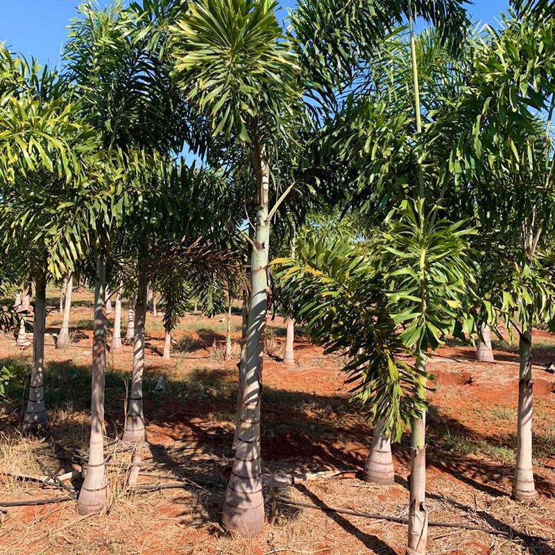 Rabo de Raposa (Syagrus werdermannii) - planta ornamental para paisagismo