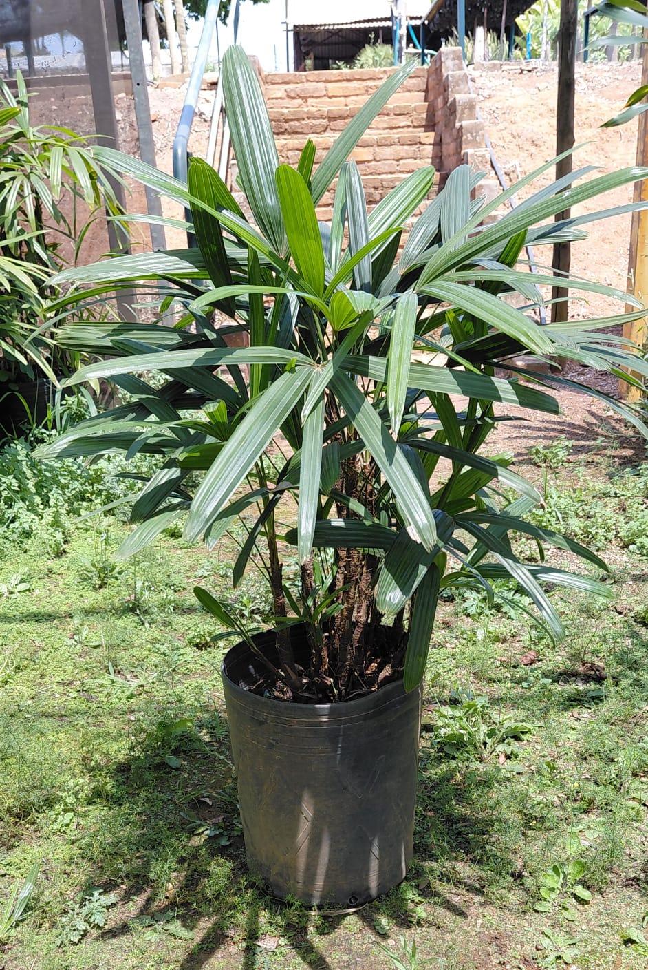Ráfia (Raphis excelsa) - planta ornamental para paisagismo