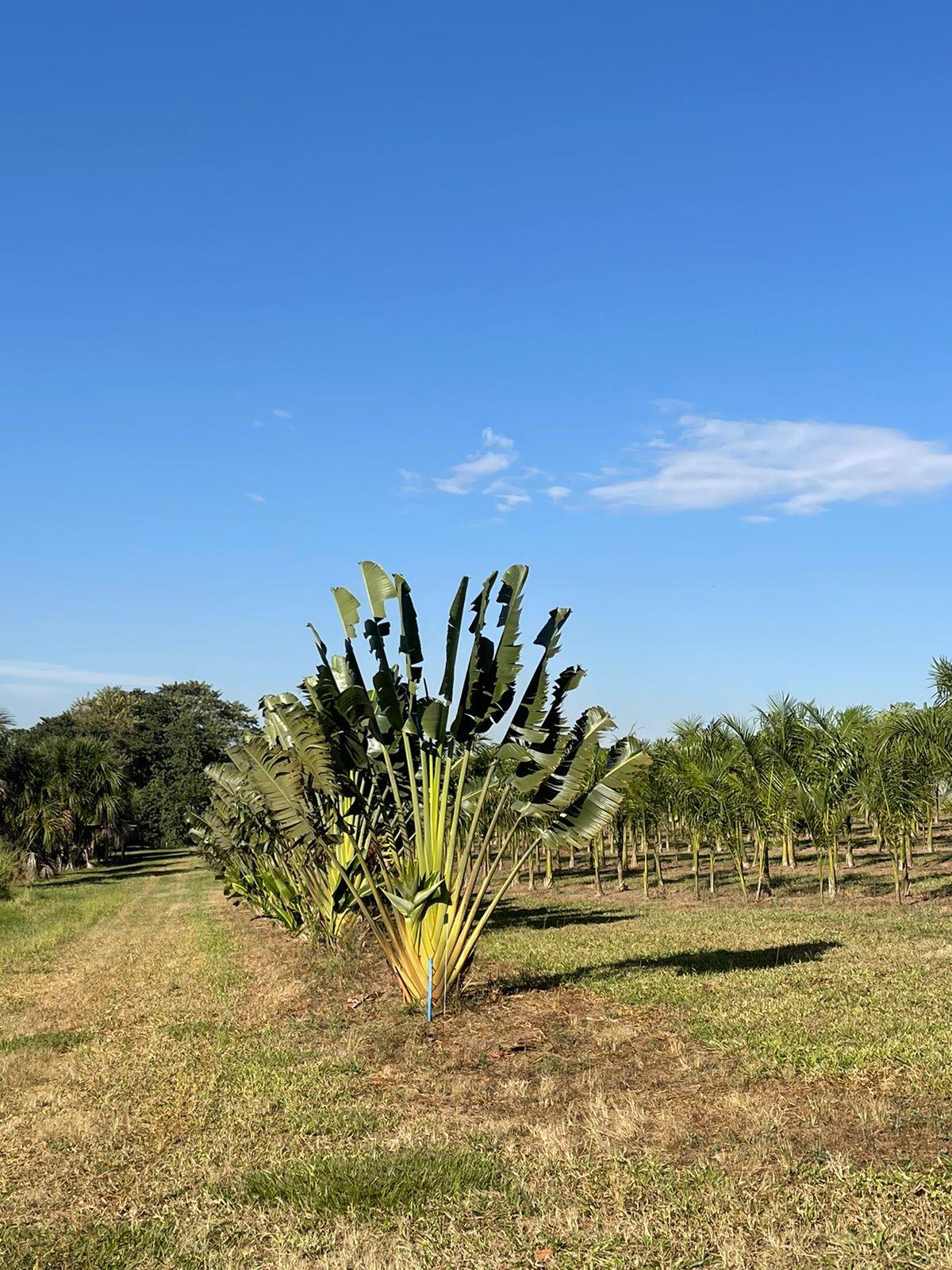 Ravenala ou Árvore-do-Viajante (Ravenala madagascariensis) - planta ornamental para paisagismo