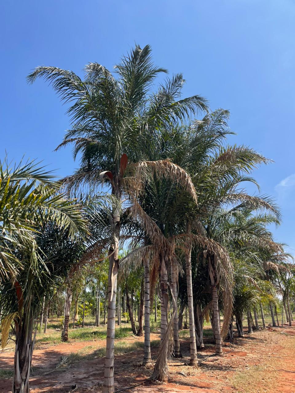 Licuri ou Coqueiro Cabeçudo (Syagrus cearenses) - planta ornamental para paisagismo