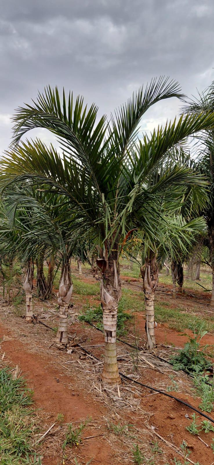 Gabrielzinho (Syagrus lorenzoniorum) - planta ornamental para paisagismo
