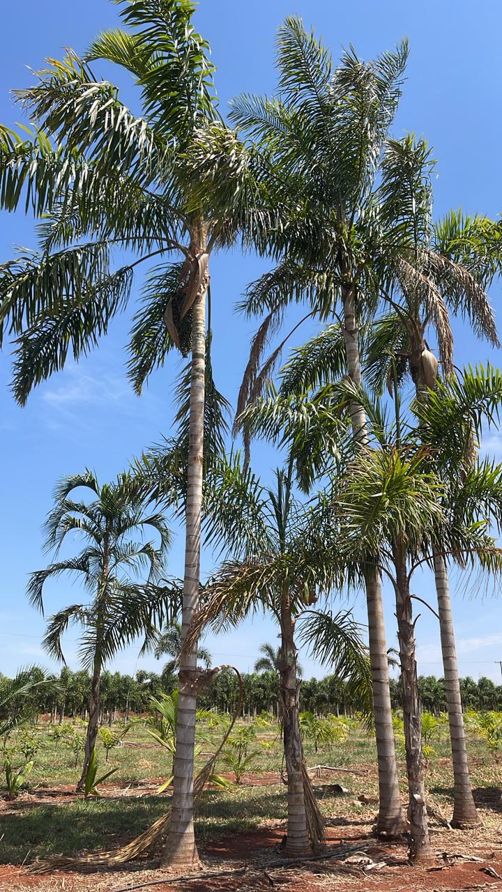 Palmeira-sancona (Syagrus Sancona) - planta ornamental para paisagismo