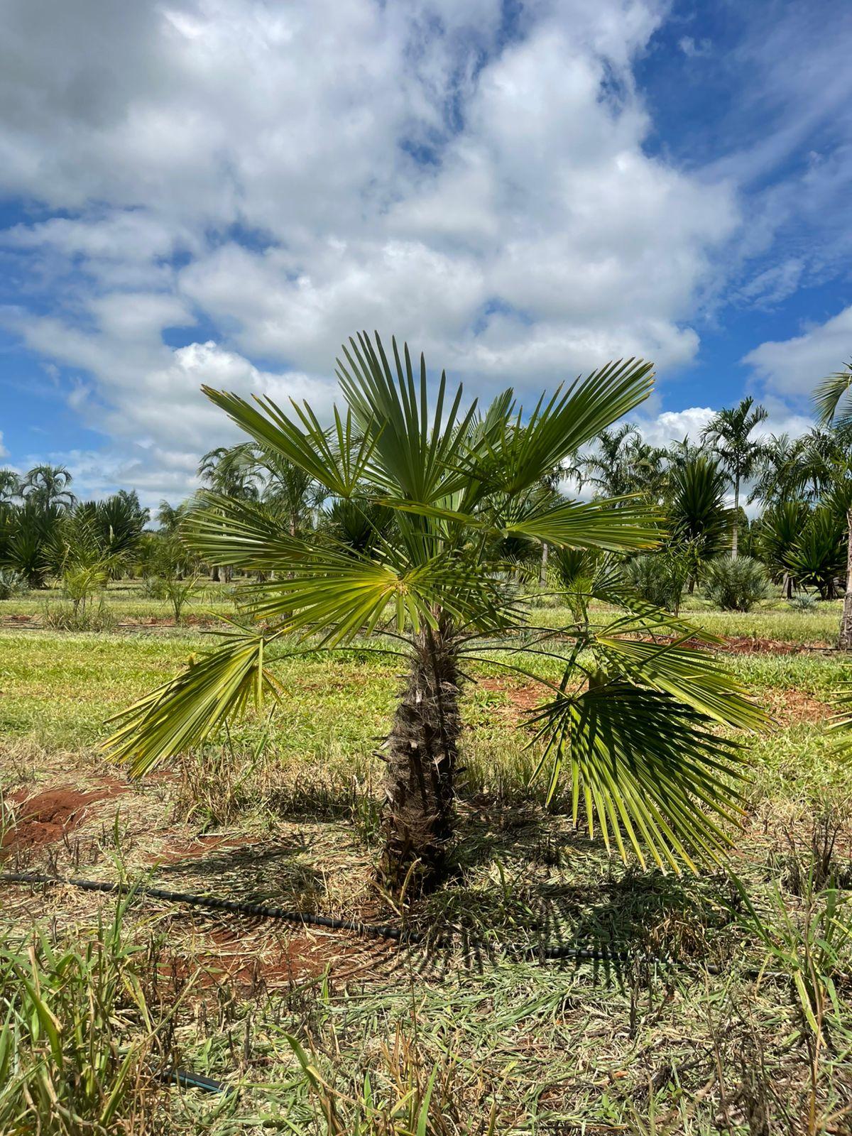 Moinho de Vento (Trachycarpus fortunei) - planta ornamental para paisagismo