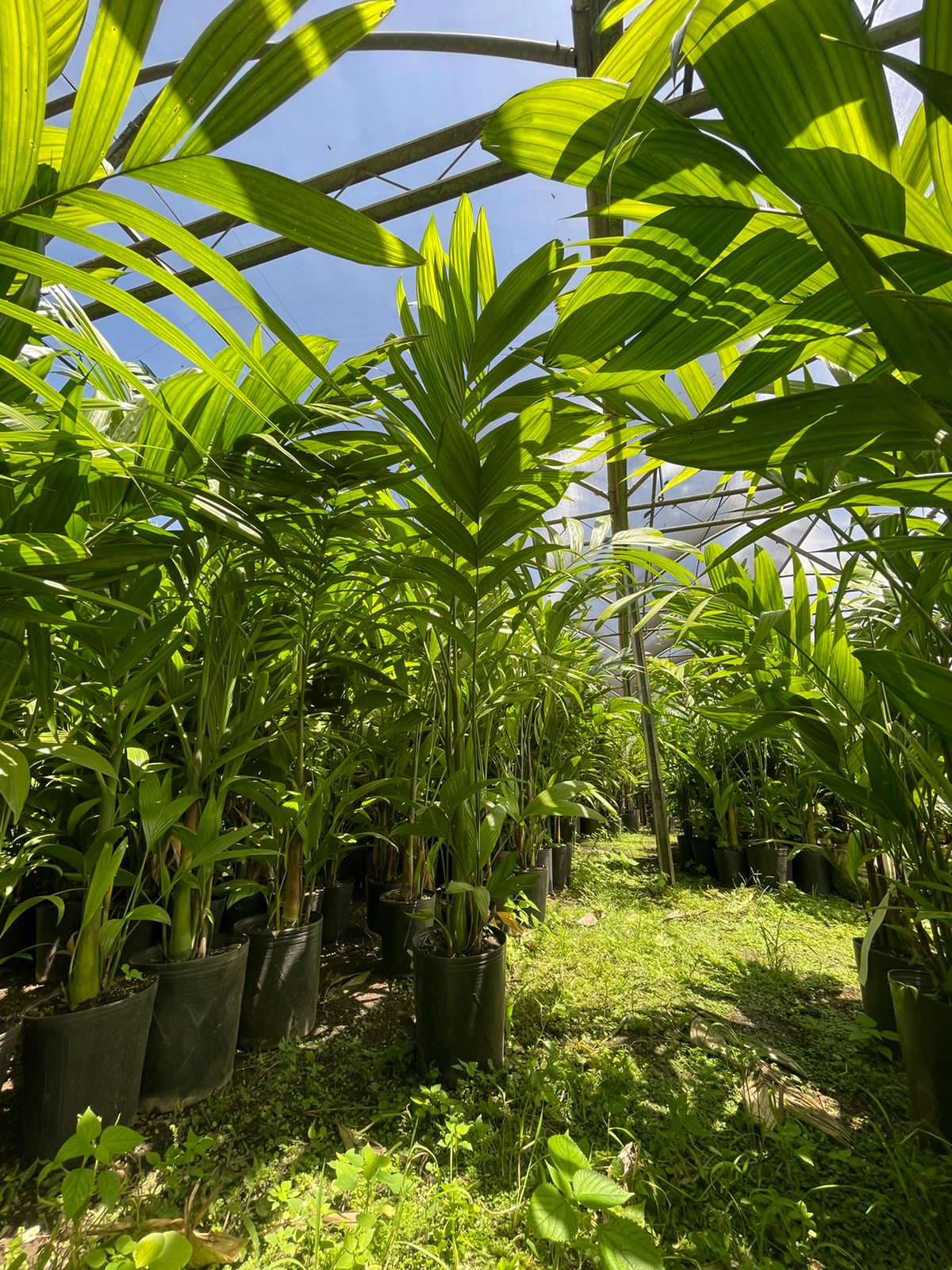 Triandra (Areca triandra) - planta ornamental para paisagismo