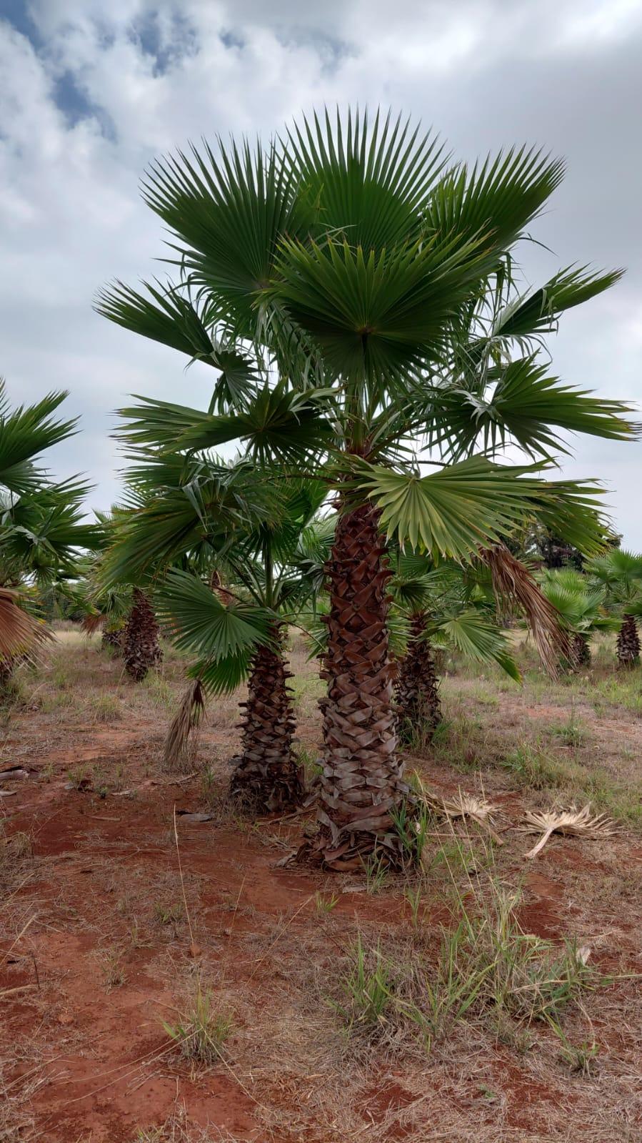 Washingtonia (Whashingtonia filifera) - planta ornamental para paisagismo