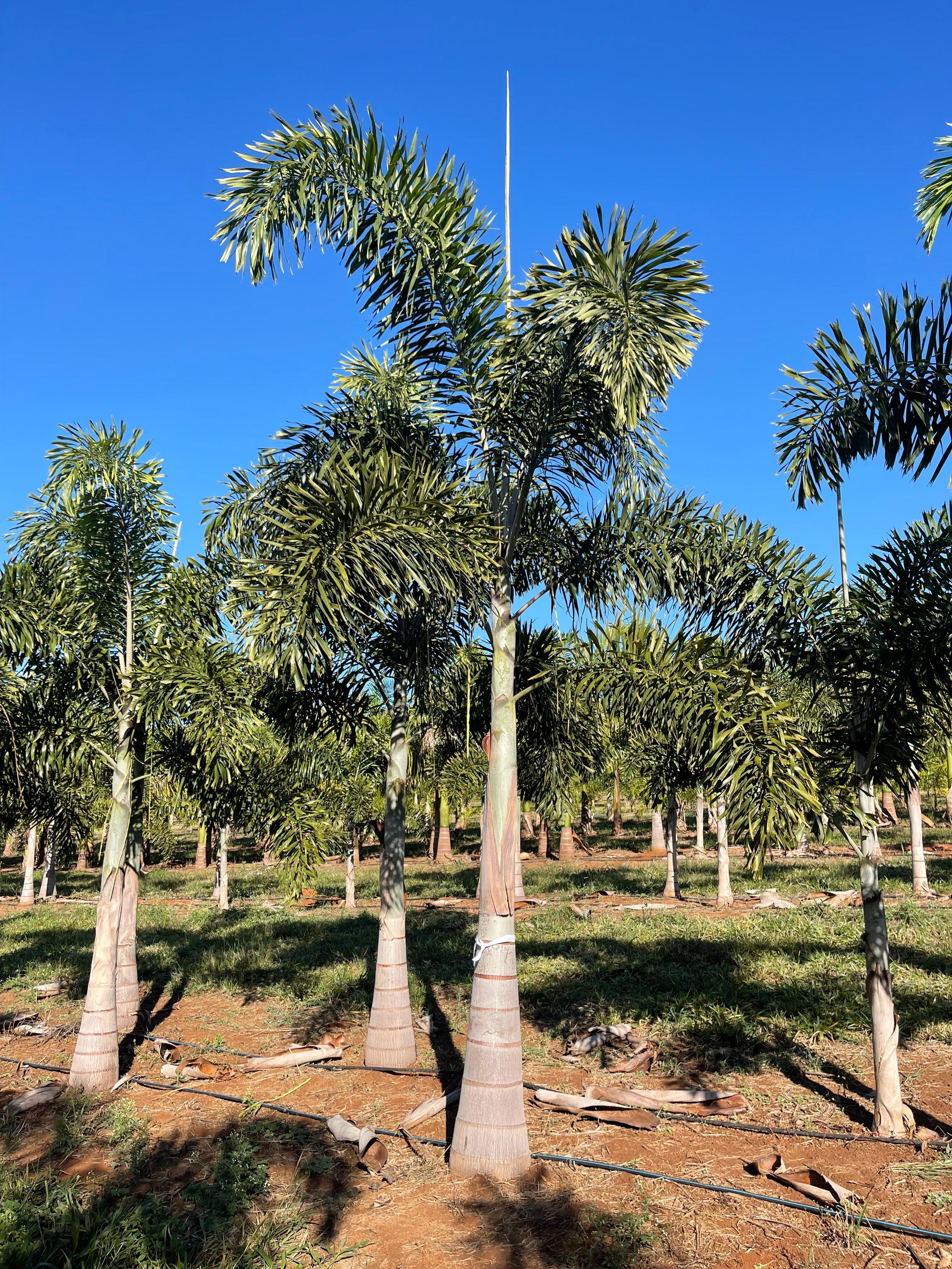 Rabo-de-Raposa (Wodyetia bifurcata) - planta ornamental para paisagismo
